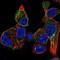 KiSS-1 receptor antibody, HPA071913, Atlas Antibodies, Immunofluorescence image 