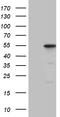 VH3 antibody, CF811007, Origene, Western Blot image 