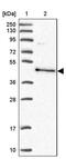 B box and SPRY domain-containing protein antibody, PA5-60159, Invitrogen Antibodies, Western Blot image 