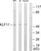 Kruppel Like Factor 11 antibody, abx013279, Abbexa, Western Blot image 