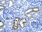 Serpin Family F Member 1 antibody, 31-144, ProSci, Immunohistochemistry frozen image 