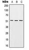 Sphingosine 1-phosphate receptor 4 antibody, LS-C353088, Lifespan Biosciences, Western Blot image 
