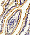 ALPI antibody, A06115-1, Boster Biological Technology, Immunohistochemistry paraffin image 