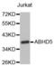 Abhydrolase Domain Containing 5 antibody, abx005216, Abbexa, Western Blot image 
