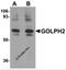 Golgi Membrane Protein 1 antibody, 5441, ProSci Inc, Western Blot image 