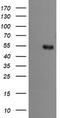 Protein Mdm4 antibody, LS-C174500, Lifespan Biosciences, Western Blot image 