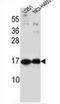 HB-GAM antibody, AP53507PU-N, Origene, Western Blot image 