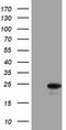 Lin-7 Homolog B, Crumbs Cell Polarity Complex Component antibody, TA501435, Origene, Western Blot image 