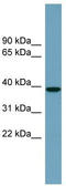 NudC Domain Containing 3 antibody, TA333826, Origene, Western Blot image 