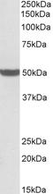 Pentatricopeptide Repeat Domain 2 antibody, EB11897, Everest Biotech, Western Blot image 