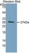 Galectin 12 antibody, LS-C690567, Lifespan Biosciences, Western Blot image 