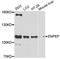 Glutamyl Aminopeptidase antibody, A12339, ABclonal Technology, Western Blot image 