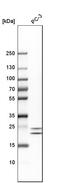 Hematological and neurological expressed 1 protein antibody, HPA059729, Atlas Antibodies, Western Blot image 
