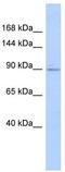 Heat Shock Protein Family A (Hsp70) Member 4 Like antibody, TA335628, Origene, Western Blot image 