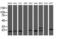 Chromosome 1 Open Reading Frame 50 antibody, M17894, Boster Biological Technology, Western Blot image 