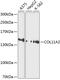 Collagen Type XI Alpha 2 Chain antibody, 13-674, ProSci, Western Blot image 