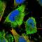 NudC Domain Containing 3 antibody, HPA019136, Atlas Antibodies, Immunofluorescence image 