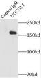 UDP-Glucose Glycoprotein Glucosyltransferase 1 antibody, FNab09236, FineTest, Immunoprecipitation image 