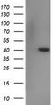 N-Terminal EF-Hand Calcium Binding Protein 1 antibody, LS-C337277, Lifespan Biosciences, Western Blot image 