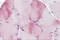 Myosin Binding Protein C, Slow Type antibody, 5649, ProSci Inc, Immunohistochemistry paraffin image 