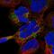 Dystrobrevin beta antibody, HPA061357, Atlas Antibodies, Immunofluorescence image 