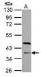 F-Box Protein 8 antibody, PA5-30512, Invitrogen Antibodies, Western Blot image 