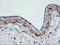 Coagulation factor XIII A chain antibody, LS-C175253, Lifespan Biosciences, Immunohistochemistry frozen image 