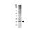 BCL2 Like 1 antibody, TA336563, Origene, Western Blot image 