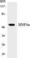 HNF-4-alpha antibody, LS-C286286, Lifespan Biosciences, Western Blot image 