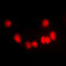Zinc Finger Protein 875 antibody, LS-C353677, Lifespan Biosciences, Immunofluorescence image 