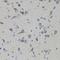 Core histone macro-H2A.1 antibody, orb341227, Biorbyt, Immunohistochemistry paraffin image 