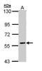 Family With Sequence Similarity 126 Member A antibody, PA5-34761, Invitrogen Antibodies, Western Blot image 