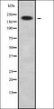 Beta-1,3-galactosyltransferase 2 antibody, orb338065, Biorbyt, Western Blot image 