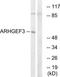 Rho Guanine Nucleotide Exchange Factor 3 antibody, TA315423, Origene, Western Blot image 