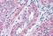Free fatty acid receptor 1 antibody, NLS1595, Novus Biologicals, Immunohistochemistry frozen image 