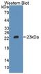 Hepatocyte Growth Factor antibody, LS-C697371, Lifespan Biosciences, Western Blot image 