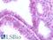 Mor1 antibody, LS-A233, Lifespan Biosciences, Immunohistochemistry paraffin image 