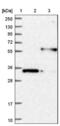 Microfibril Associated Protein 3 antibody, NBP1-86067, Novus Biologicals, Western Blot image 