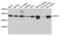 MHC Class I Polypeptide-Related Sequence A antibody, LS-C331442, Lifespan Biosciences, Western Blot image 