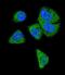 Complement C6 antibody, LS-C168160, Lifespan Biosciences, Immunofluorescence image 