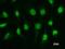 ETS Variant 3 antibody, LS-C342337, Lifespan Biosciences, Immunofluorescence image 