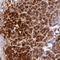 Zinc finger protein AEBP2 antibody, HPA022282, Atlas Antibodies, Immunohistochemistry frozen image 