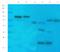 Ferritin, mitochondrial antibody, orb14366, Biorbyt, Western Blot image 