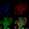Solute carrier family 2, facilitated glucose transporter member 2 antibody, SPC-697D-A594, StressMarq, Immunofluorescence image 