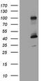 Melanoma-associated antigen 9 antibody, TA800909BM, Origene, Western Blot image 