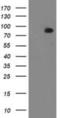 Protein Kinase C Epsilon antibody, NBP2-03620, Novus Biologicals, Western Blot image 