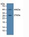 Cell death activator CIDE-3 antibody, LS-C293281, Lifespan Biosciences, Western Blot image 