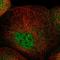 Zinc Finger Protein 641 antibody, HPA035189, Atlas Antibodies, Immunocytochemistry image 