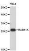 RAB11A, Member RAS Oncogene Family antibody, abx125038, Abbexa, Western Blot image 
