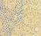 Prickle Planar Cell Polarity Protein 4 antibody, LS-C395331, Lifespan Biosciences, Immunohistochemistry paraffin image 